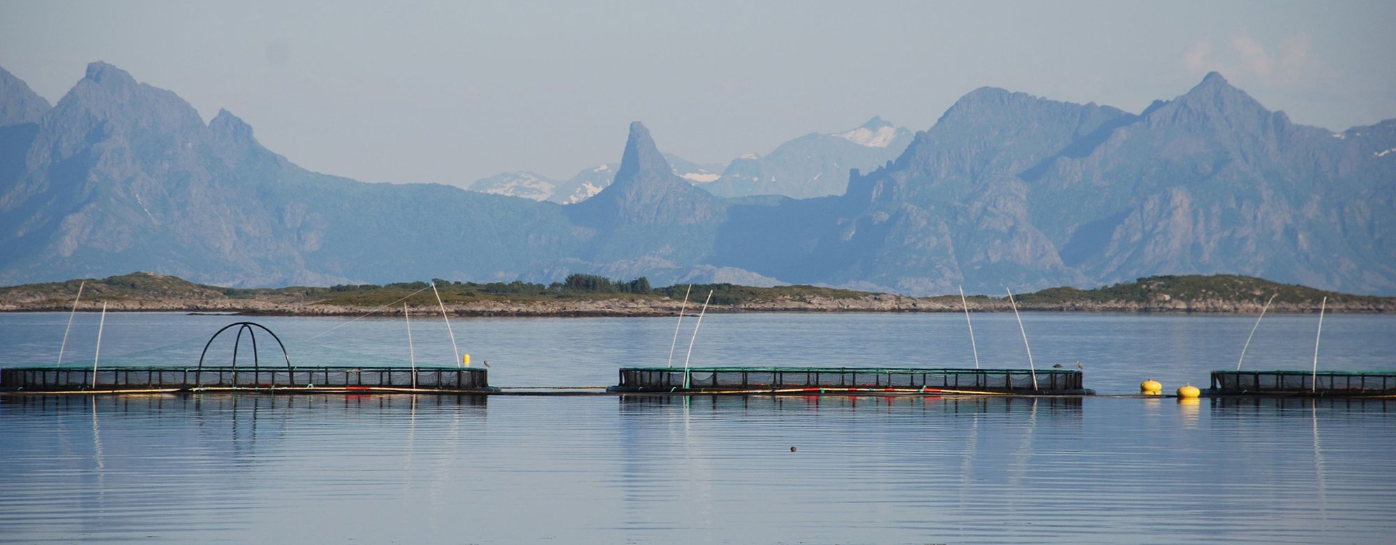 Oppdrettsmerder i fjord